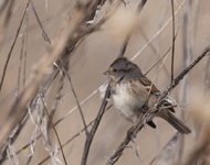 American Tree Sparrow 1315